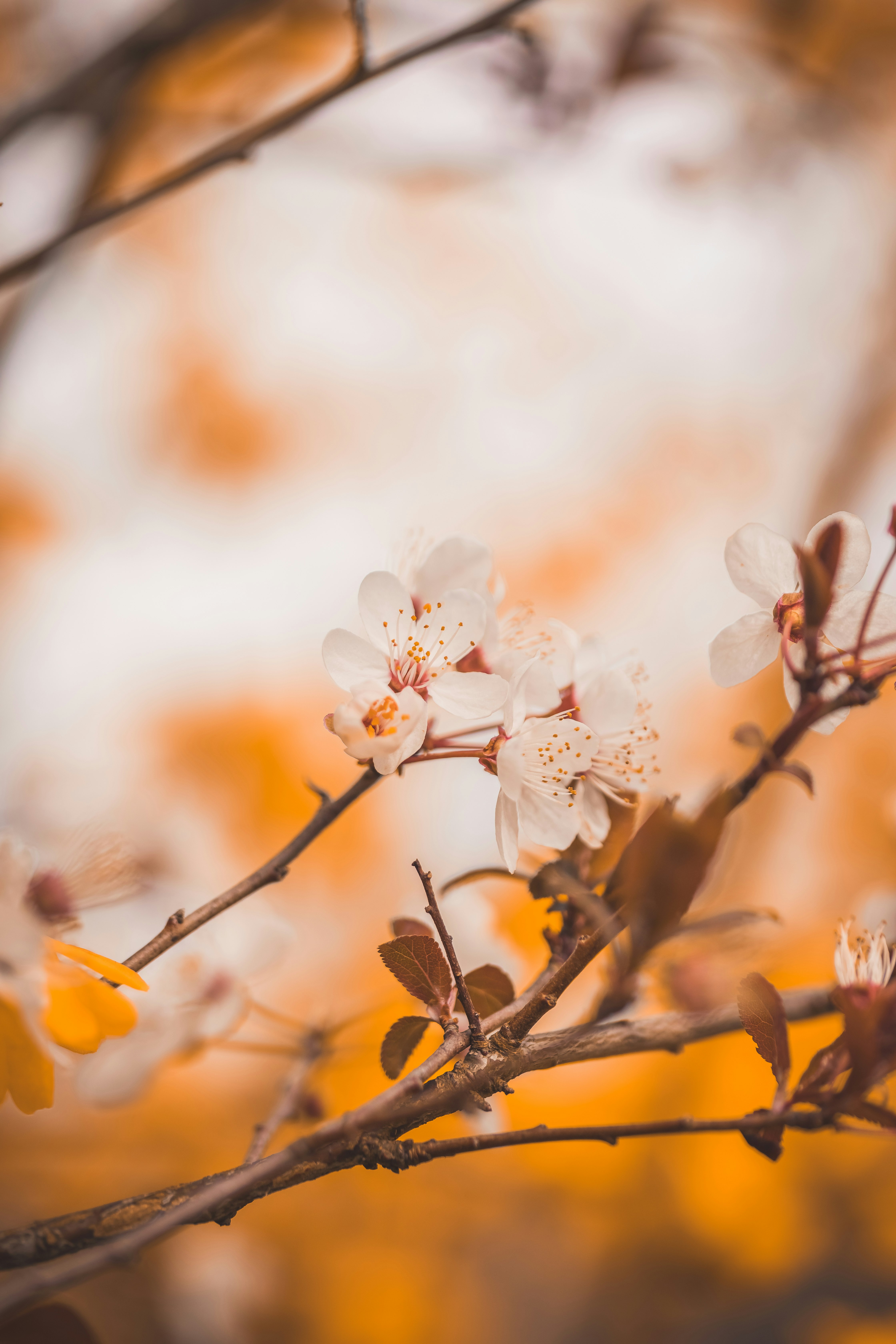 white cherry blossom in bloom during daytime